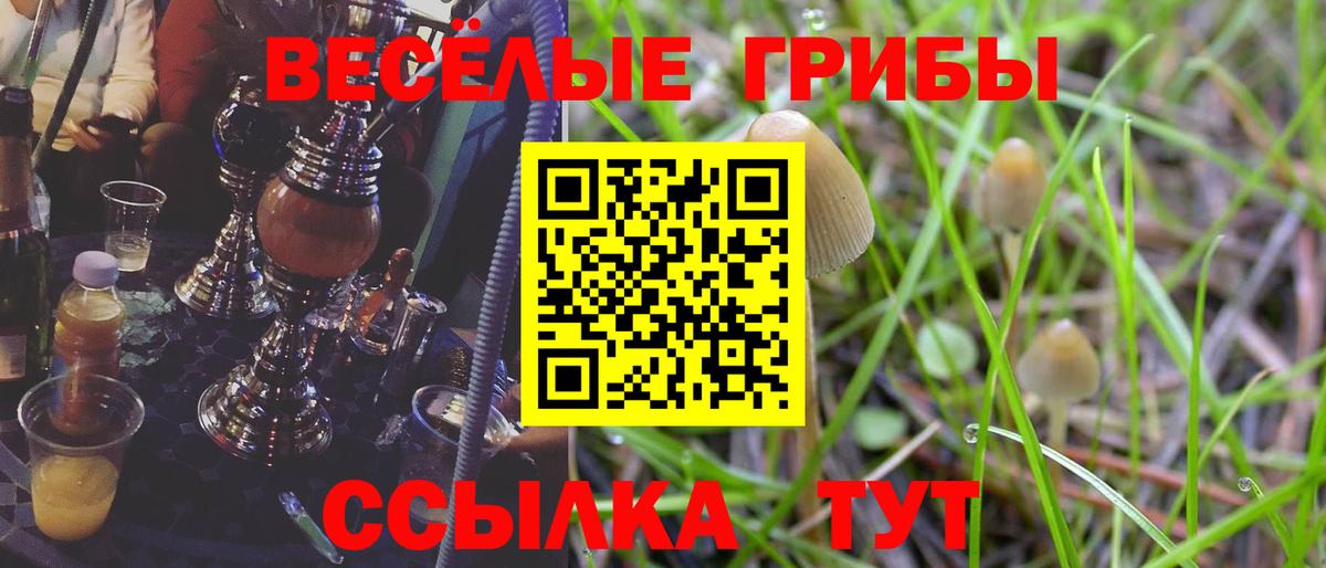 Псилоцибиновые грибы Psilocybine cubensis Новотроицк